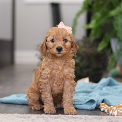 Emmie - Available 4/9