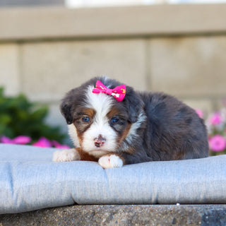 Cricket - Available 11/12