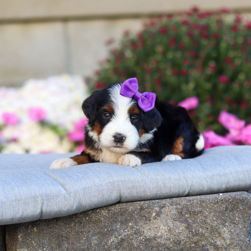 Cookie - Available 11/12