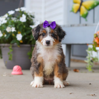Lexi - Available 8/27