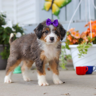 Lexi - Available 8/27