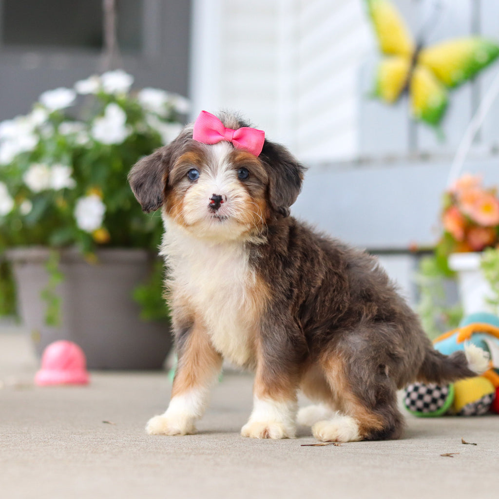 Lassie - Available 8/27