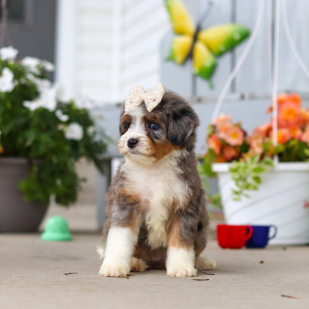 Lacy - Available 8/27