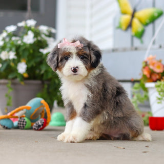 Lemon - Available 8/27