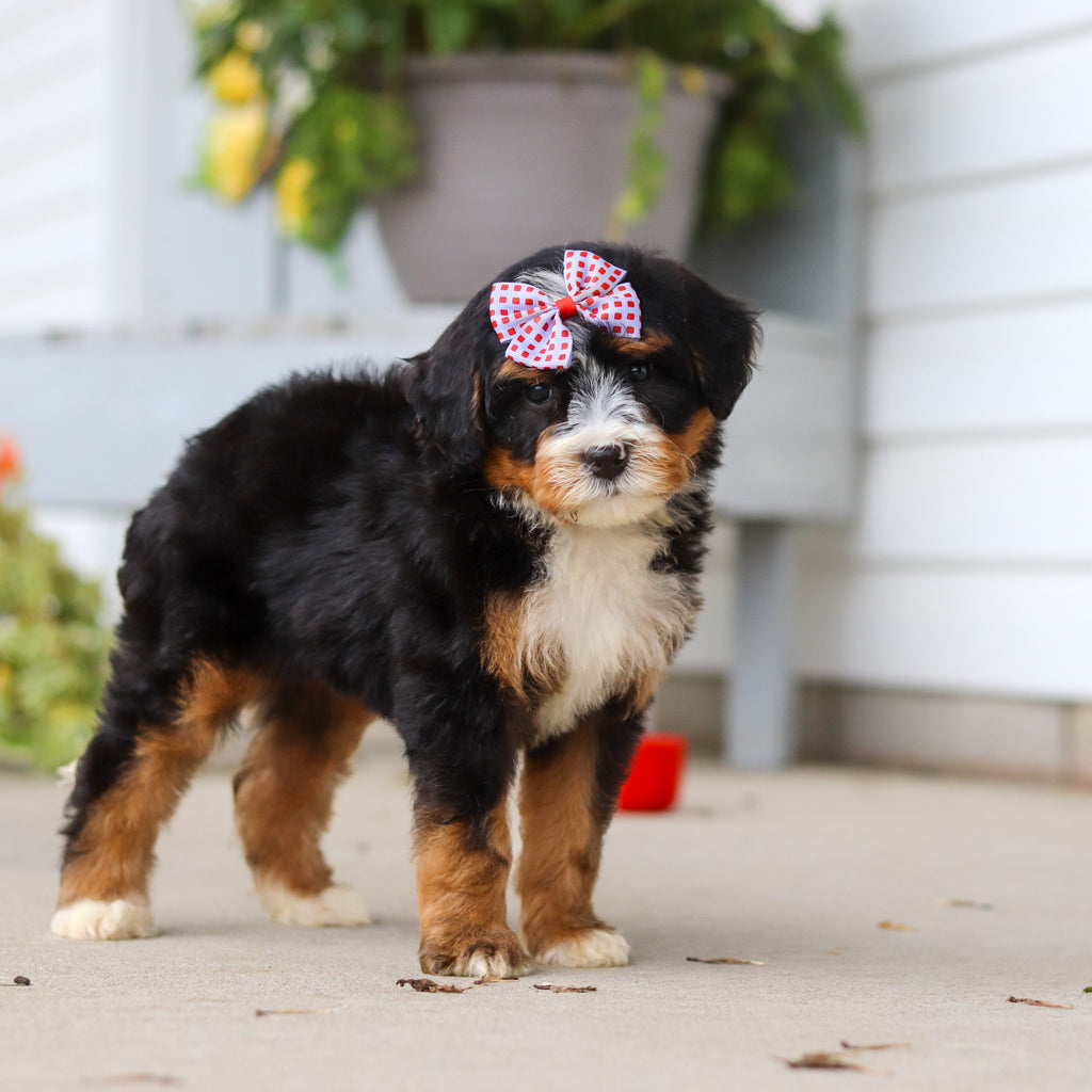 Libby - Available 8/27