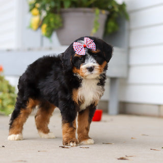 Libby - Available 8/27