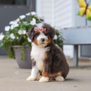Luann - Available 8/27