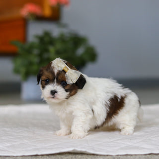 Maggie - Available 5/21