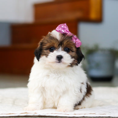 Maggie - Available 5/21