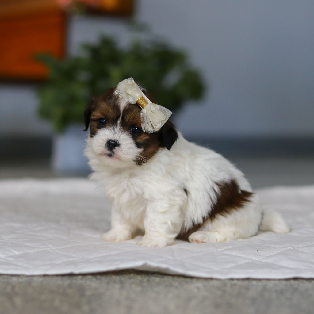 Maggie - Available 5/21
