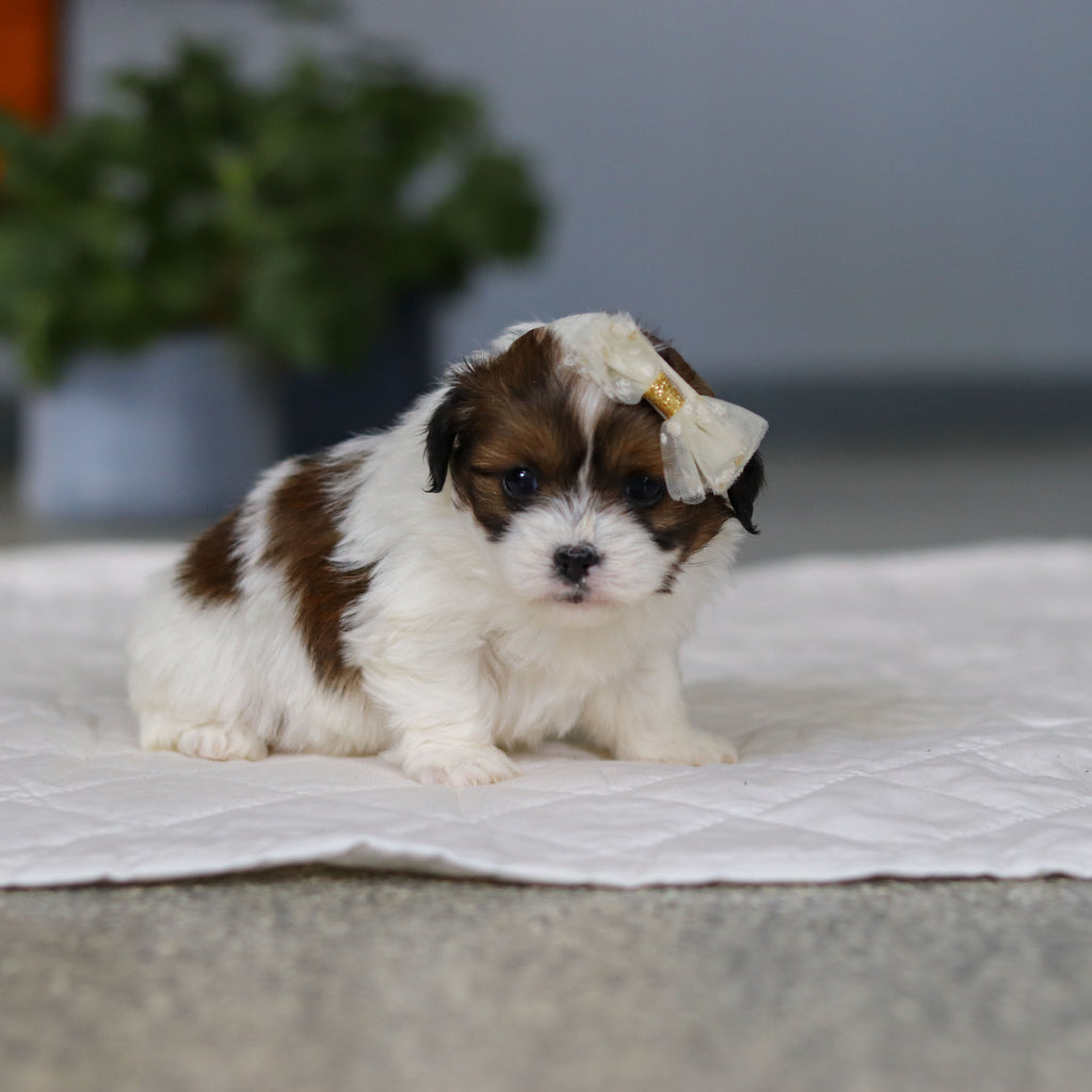 Maggie - Available 5/21