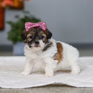 Moxie - Available 5/21