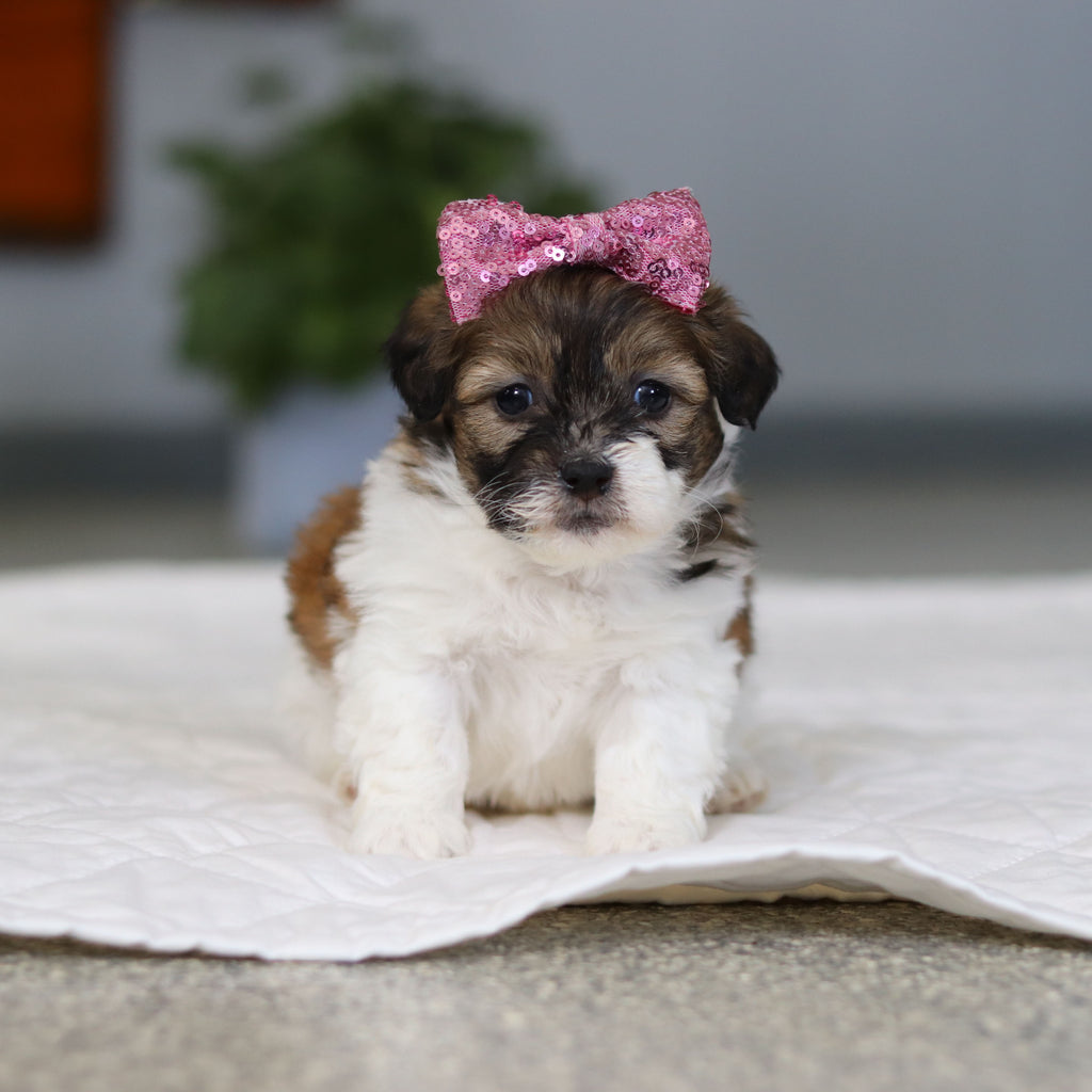 Moxie - Available 5/21