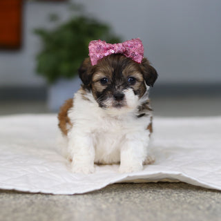Moxie - Available 5/21