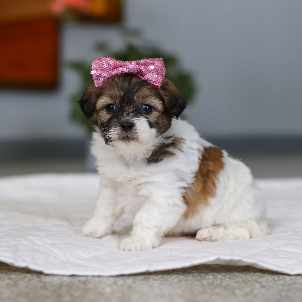 Moxie - Available 5/21