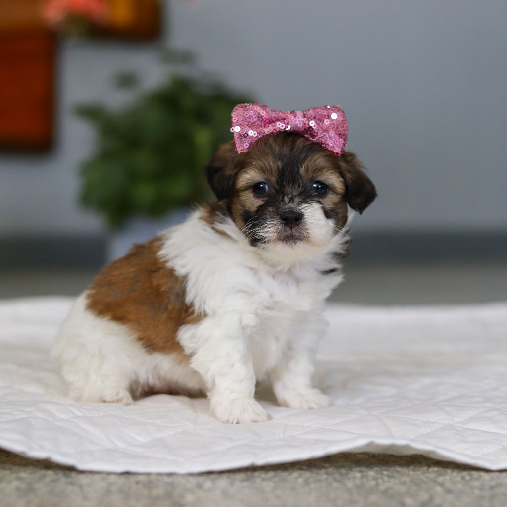 Moxie - Available 5/21