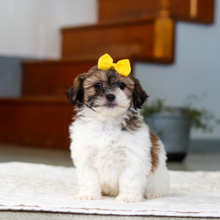 Moxie - Available 5/21