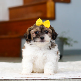 Moxie - Available 5/21