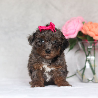 Hallie - Available 4/16