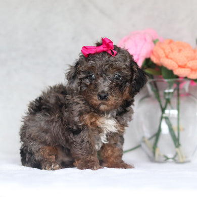 Hallie - Available 4/16