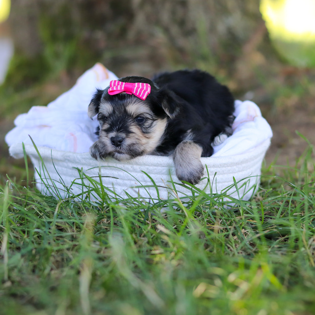 Nala - Available 7/30