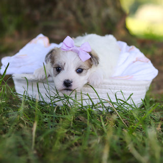 Nyla - Available 7/30