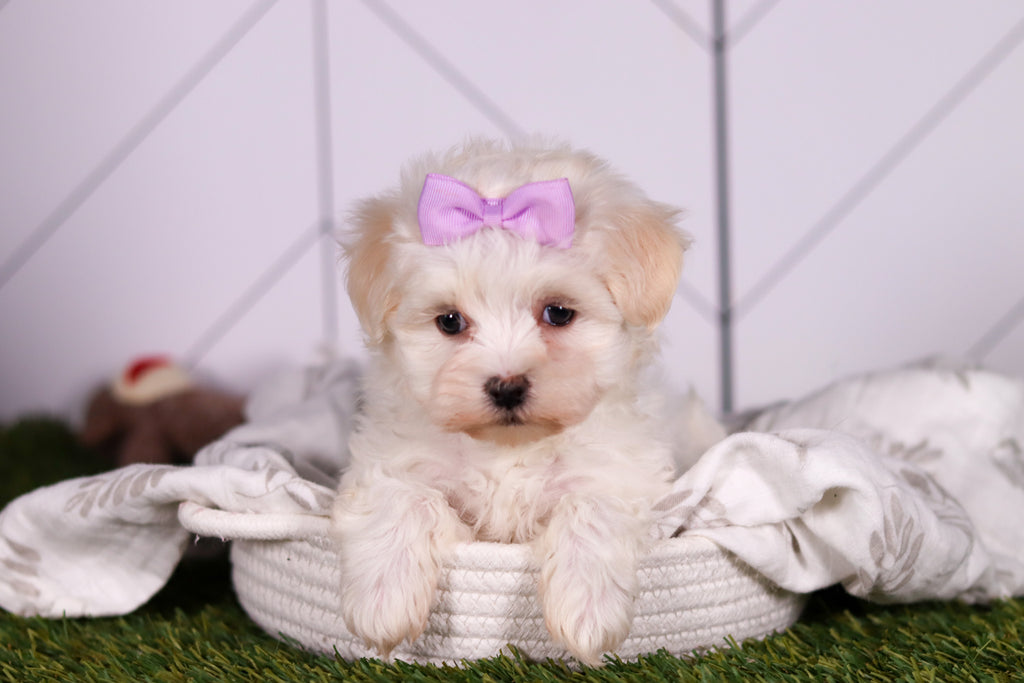 Missy - Available Now