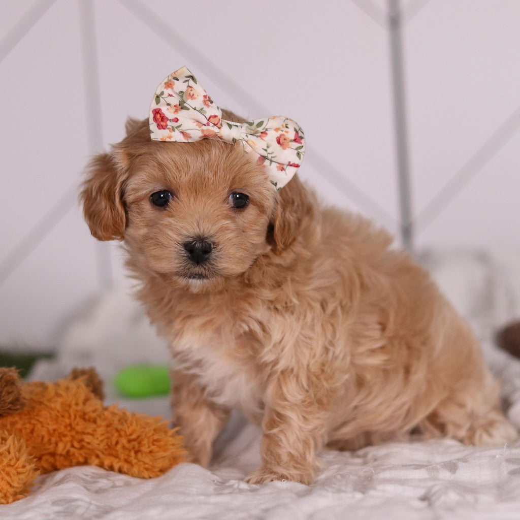 Jocelyn - Available 2/4