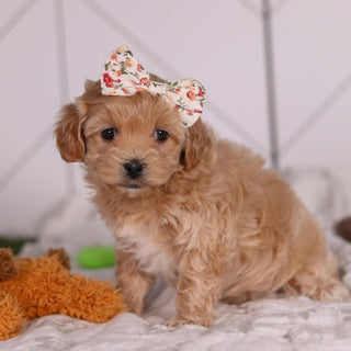 Jocelyn - Available 2/4