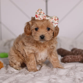 Jocelyn - Available 2/4