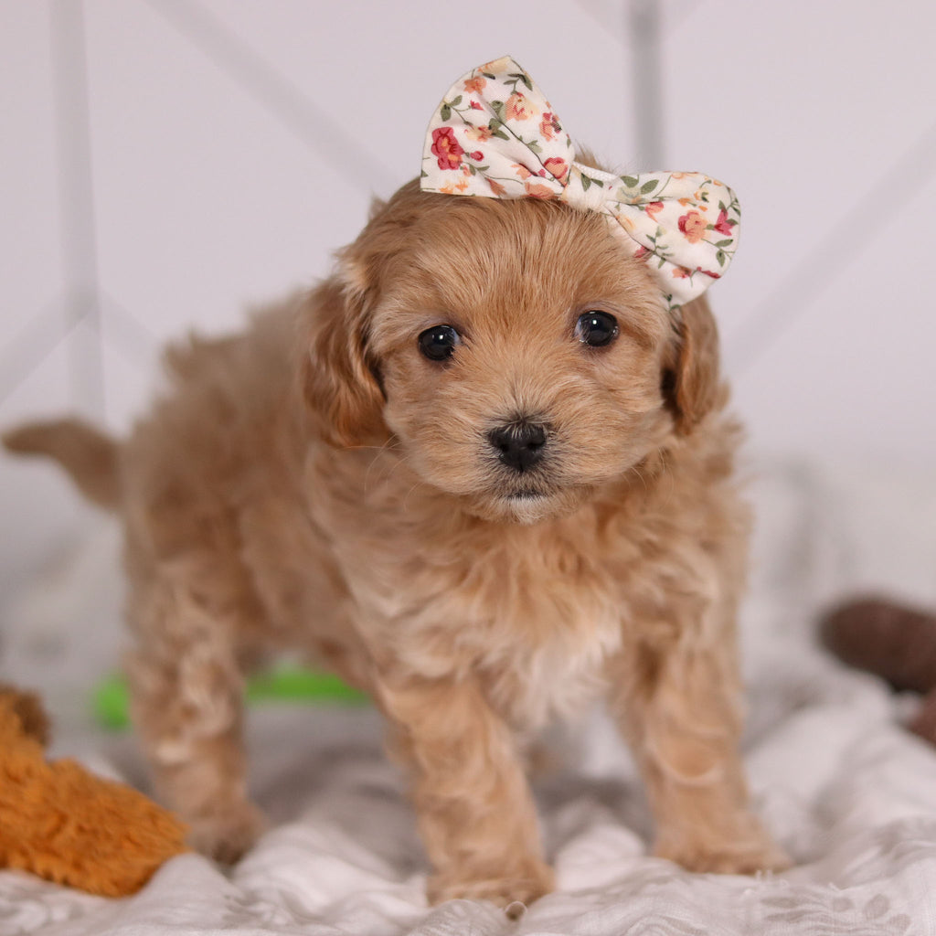 Jocelyn - Available 2/4