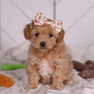 Jocelyn - Available 2/4