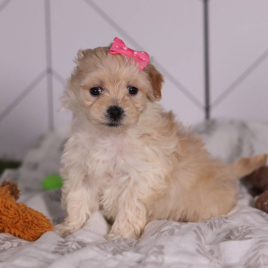 Jolene - Available 2/4