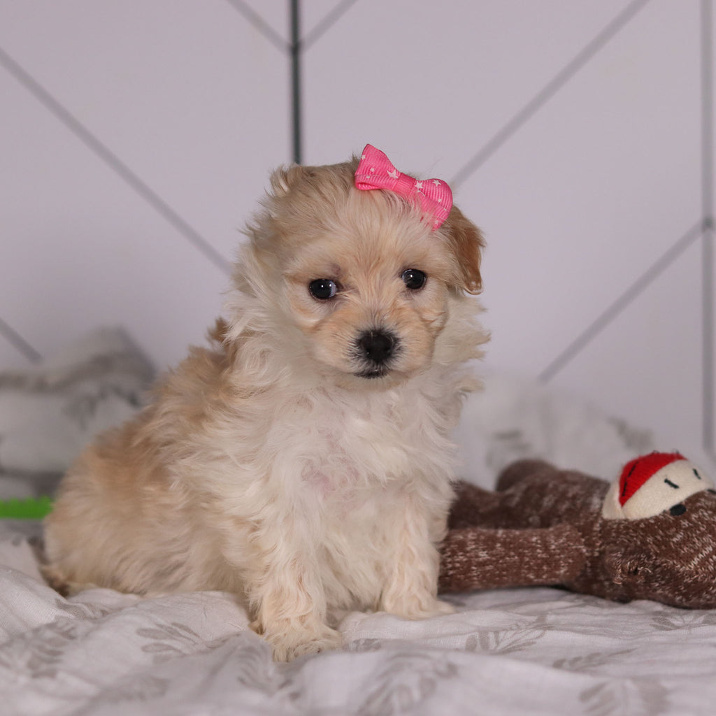 Jolene - Available 2/4