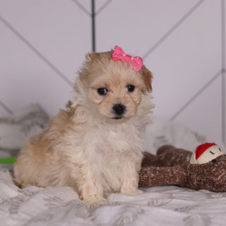 Jolene - Available 2/4