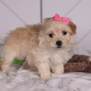 Jolene - Available 2/4