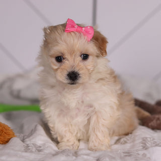 Jolene - Available 2/4