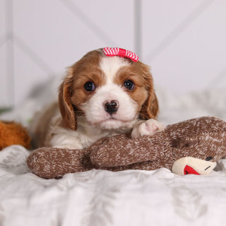 Madonna - Available Now