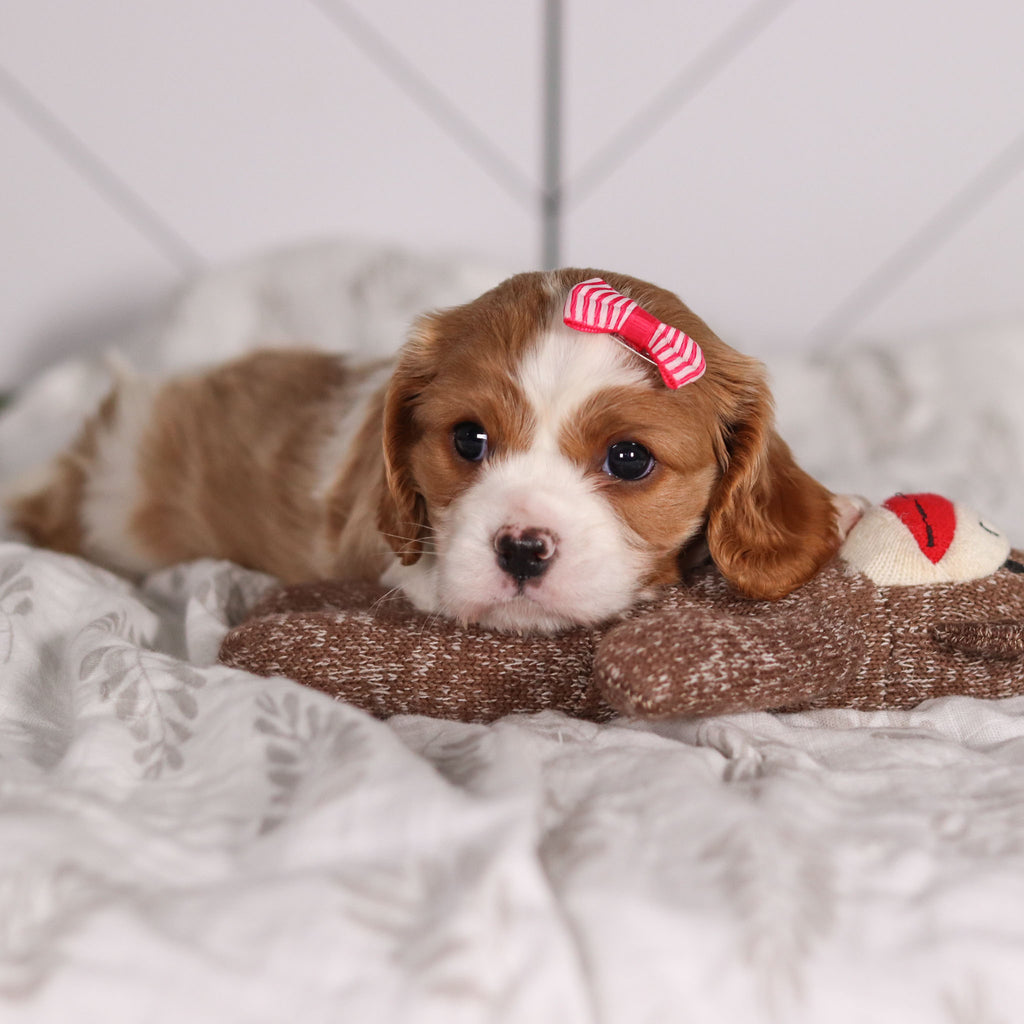 Madonna - Available Now