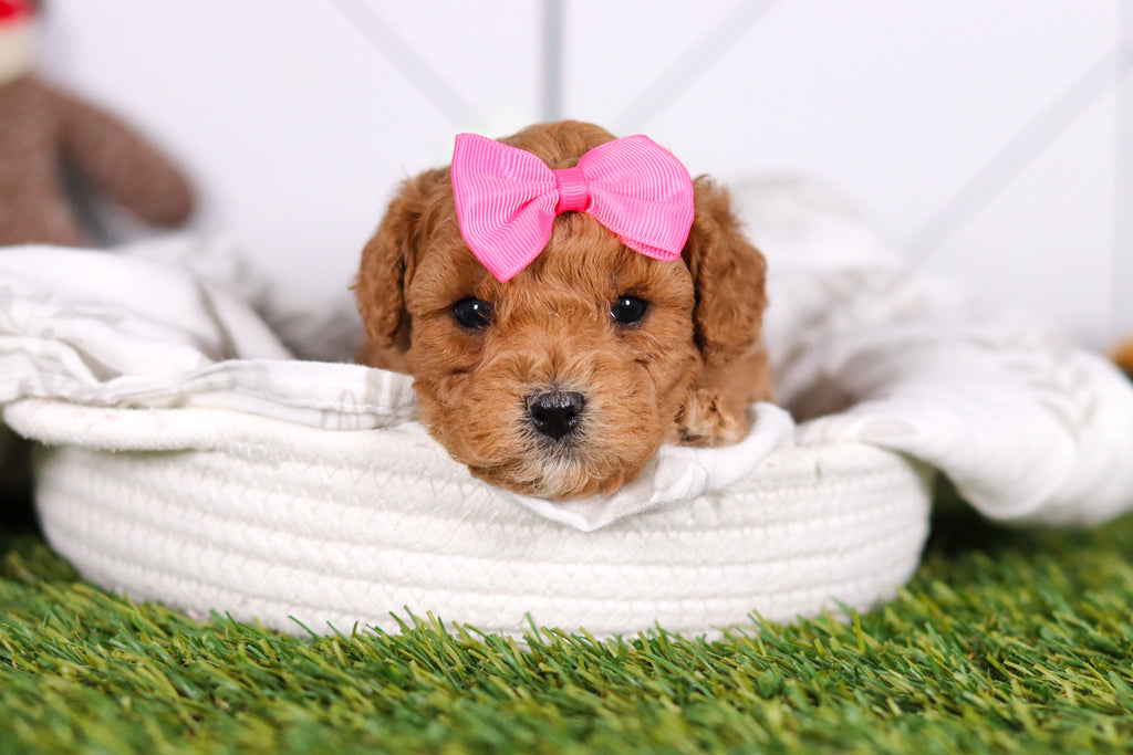 Mindy - Available 2/26