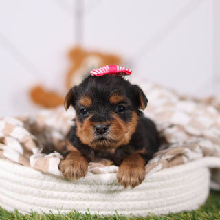 Rose - Available Now