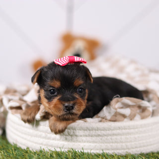 Rose - Available Now