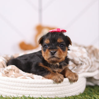 Rose - Available Now