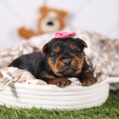 Lily - Available 3/12