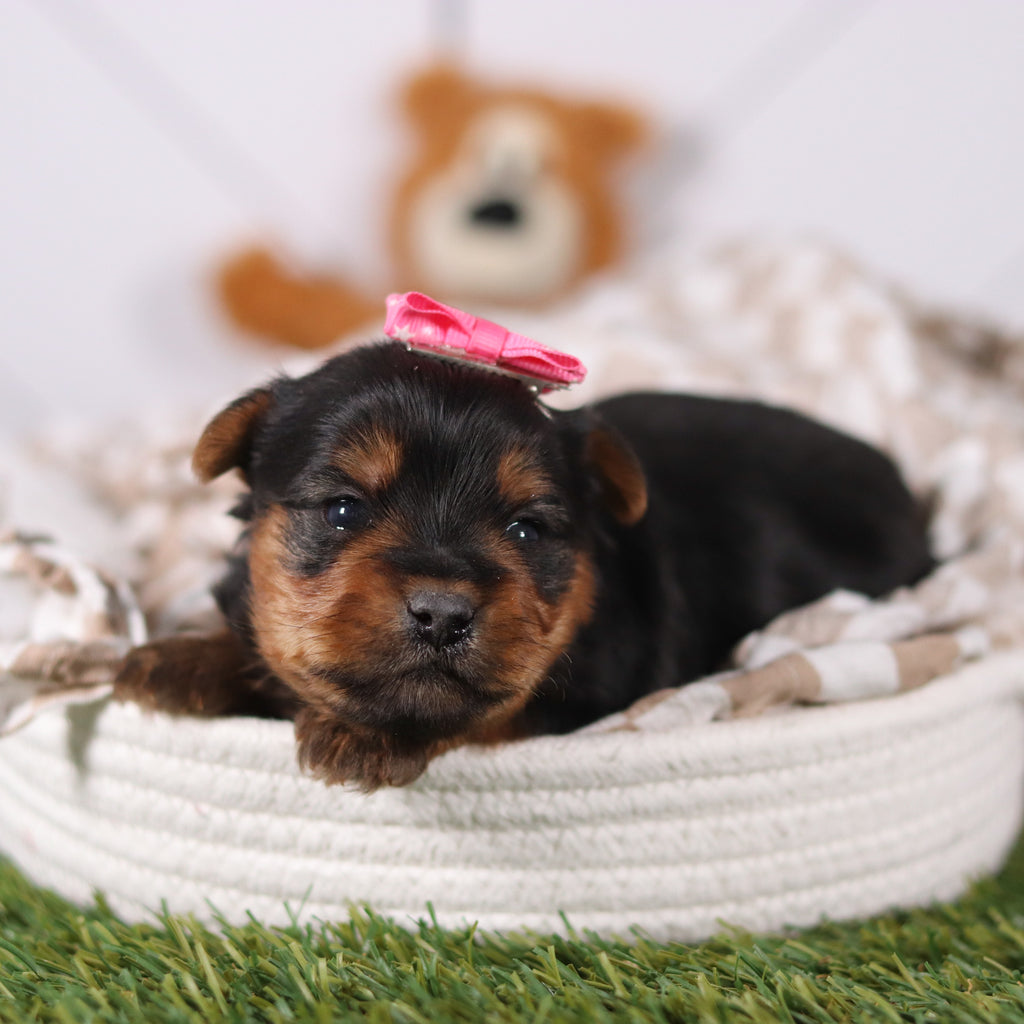 Lily - Available Now