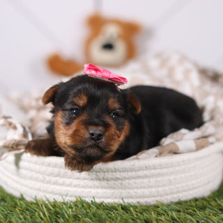 Lily - Available Now