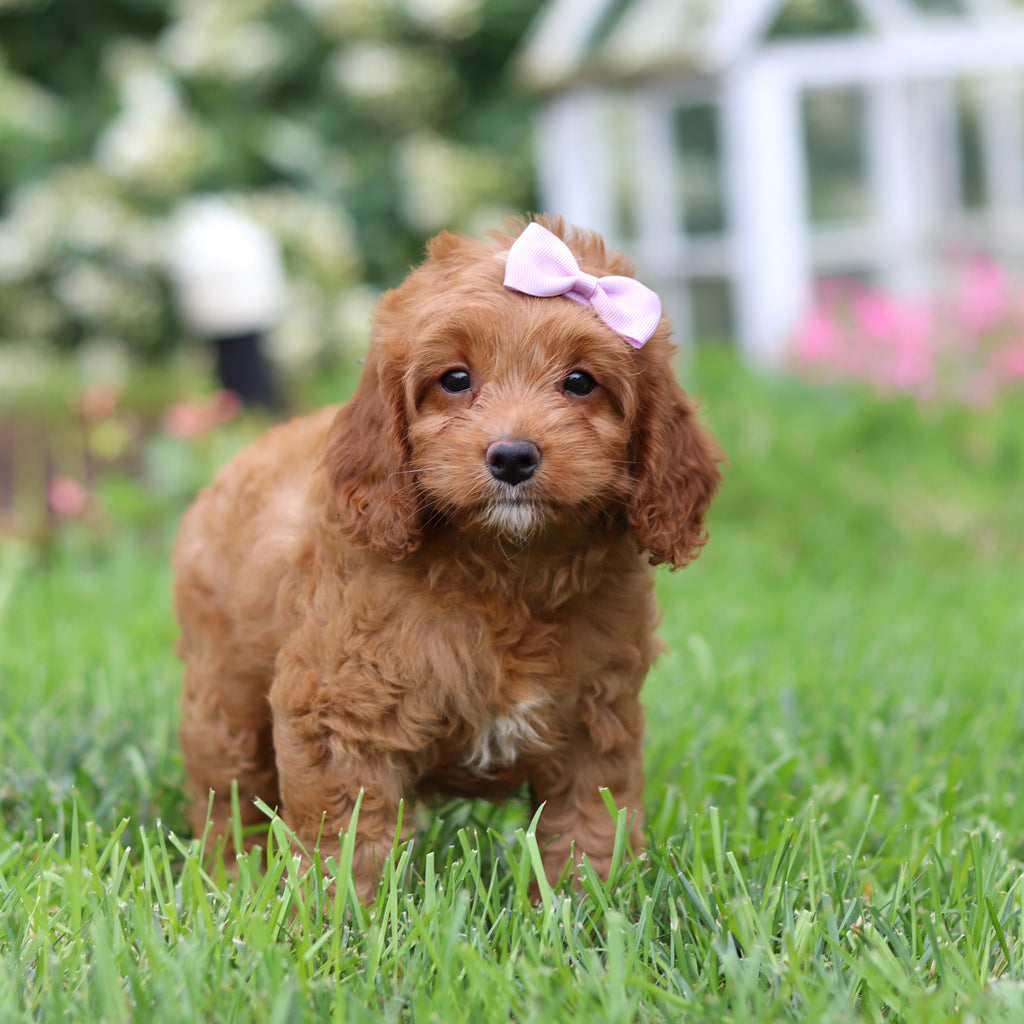 Nala - Available 9/3