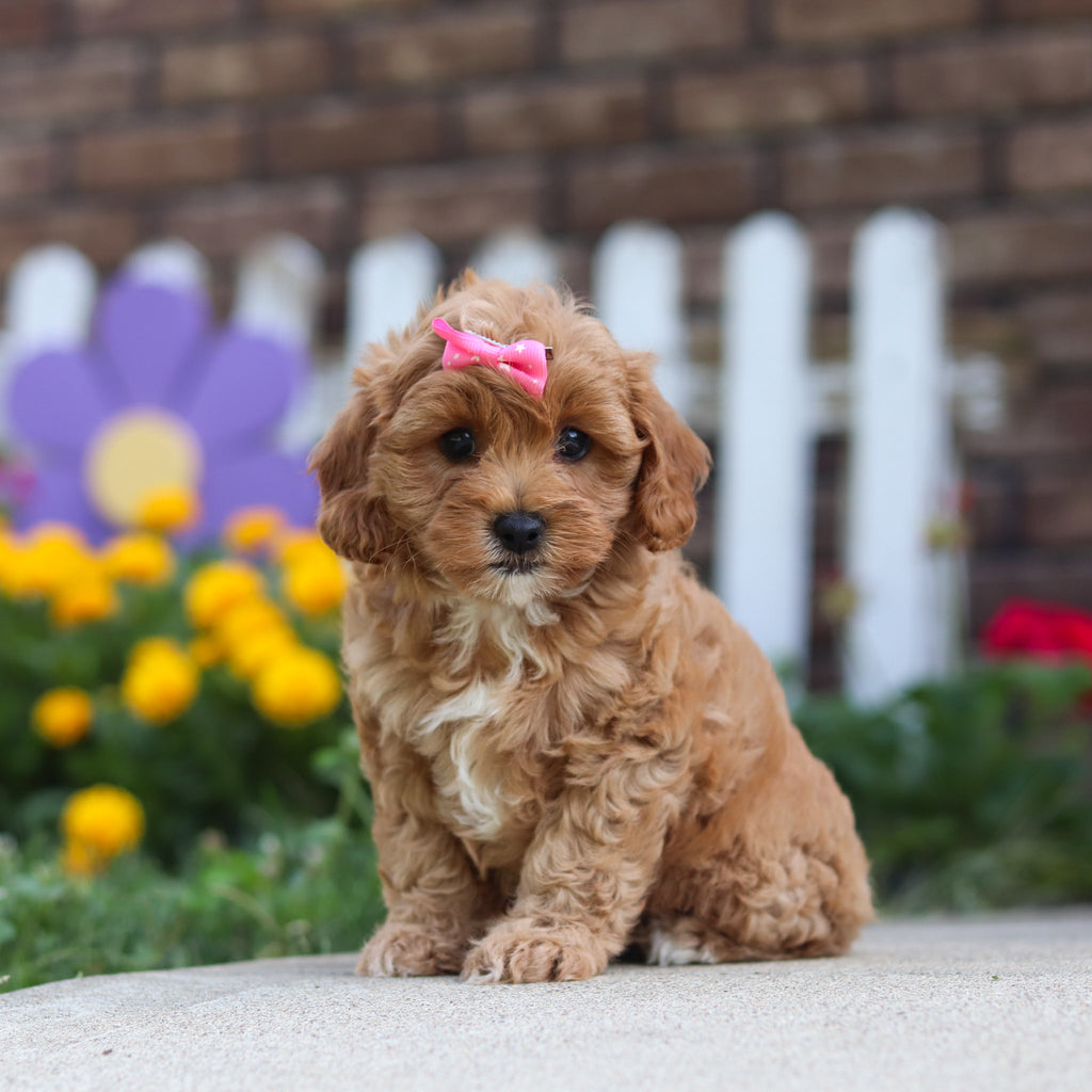 Gretel - Available 9/24