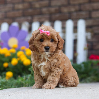 Gretel - Available 9/24