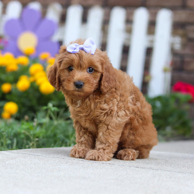 Georgina - Available 9/24